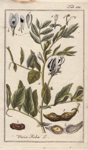 Botanique : plante de haricot avec fleurs, feuilles et haricots en gousses, Vicia faba. Gravure sur cuivre coloriée à la main d