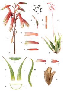 Planche botanique/Aloe/Aloès