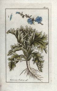 Endive (Cichorium endivia) - Unbekannter Künstler
