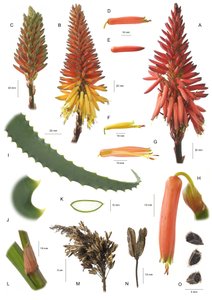 Planche botanique / Aloe arborescens