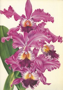 Planche botanique/Cattleya labiata var. Perfecta/Lindenia