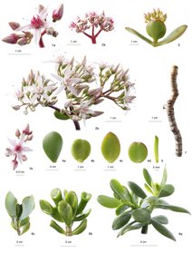 Planche botanique / Crassula ovata
