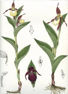 Planche botanique/Cypripedium calceolus/Sabot de Vénus