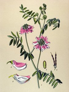 Planche botanique, plante : Coronille bigarrée (Coronilla varia)