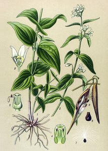 Tableau botanique : dompte-venin officinal (Vincetoxicum hirundinaria) - Unbekannter Künstler