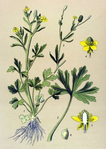 Planche botanique. Plante vénéneuse (toxique) : renoncule scélérate ou renoncule à feuilles de céleri (Ranunculus sceleratus) - Unbekannter Künstler