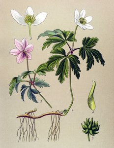 Planche botanique, plante vénéneuse et médicinale : Anémone sylvie ou Anémone des bois (Anemone nemorosa) - Unbekannter Künstler