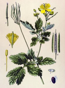 Planche botanique, plante vénéneuse et médicinale : chélidoine (Chelidonium majus) - Unbekannter Künstler