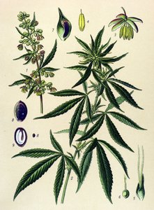 Planche botanique. Plante vénéneuse et médicinale : chanvre (Cannabis sativa) - Unbekannter Künstler