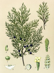 Planche botanique. Plante vénéneuse (toxique) et médicinale : genévrier sabine (Juniperus sabina)