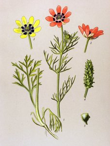 Planche botanique. Plante vénéneuse (toxique) et médicinale : adonis d