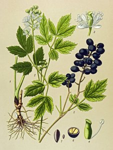 Planche botanique, plante vénéneuse et médicinale : adonis d