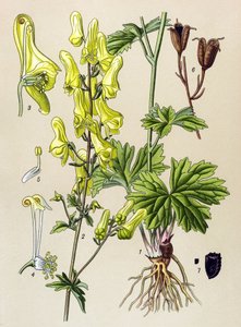 Planche botanique, plante vénéneuse et médicinale : Tue-loup (Aconitum lycoctonum)