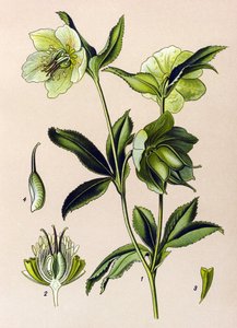Planche botanique. Plante vénéneuse (toxique) et médicinale : hellébore vert (Helleborus viridis) - Unbekannter Künstler