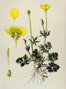 Planche botanique. Plante vénéneuse (toxique) : renoncule bulbeuse ou bouton d