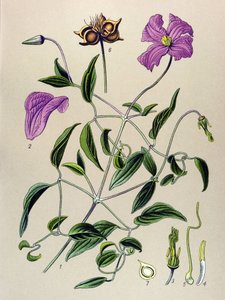 Planche botanique. Plante vénéneuse (toxique) : clématite fausse-vigne (Clematis viticella)