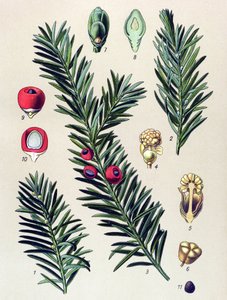 Planche botanique. Plante vénéneuse : if commun (Taxus baccata) - Unbekannter Künstler