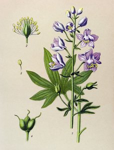 Planche botanique. Plante vénéneuse : dauphinelle staphysagre (Delphinium staphysagria)