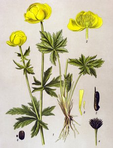 Planche botanique, plante vénéneuse : trolle d
