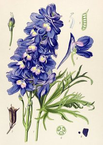 Planche botanique. Plante vénéneuse (toxique) : dauphinelle ou pieds d