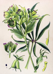 Planche botanique. Plante vénéneuse (toxique) : hellébore fétide (Helleborus foetidus) - Unbekannter Künstler