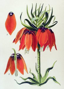Planche botanique. Plante vénéneuse (toxique) : fritillaire impériale (Fritillaria imperialis)