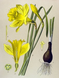 Planche botanique, plante vénéneuse : Narcisse jaune (Narcissus pseudonarcissus)