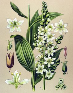Planche botanique. Plante vénéneuse (toxique) et médicinale : vératre blanc (Veratrum album)