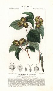 Tableau botanique : noisette et noisette - Noisetier américain, Corylus americana, originaire d