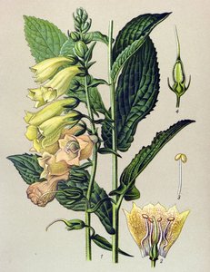 Planche botanique, plante : Digitale à grandes fleurs (Digitalis grandiflora) - Unbekannter Künstler