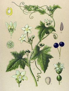 Planche botanique, plante : bryone (Bryonia alba)