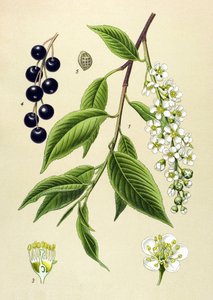 Planche botanique, plante : cerisier (Prunus padus) - Unbekannter Künstler