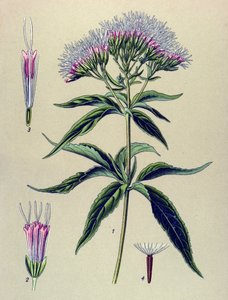 Planche botanique, plante : eupatoire à feuilles de chanvre (Eupatorium cannabinum) - Unbekannter Künstler
