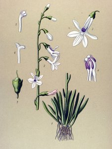Planche botanique, plante : lobélie (Lobelia dortmanna)