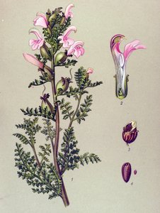 Planche botanique, plante : pédiculaire des marais (Pedicularis palustris) - Unbekannter Künstler
