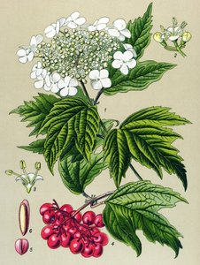Planche botanique, plante : viorne obier (Viburnum opulus)
