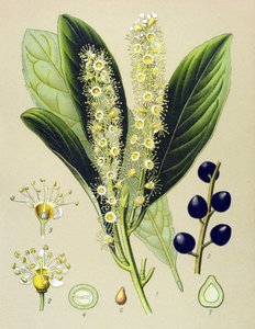 Planche botanique, plante : Laurier-cerise (Prunus Laurocerasus)