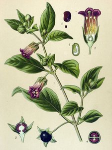 Planche botanique, plante de La belladone (Atropa belladonna)