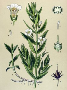Planche botanique, plante : gratiole officinale (Gratiola officinalis) - Unbekannter Künstler