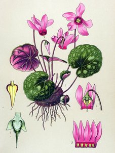 Planche botanique, plante vénéneuse et médicinale : cyclamen purpurascens, cyclamen europaeum - Unbekannter Künstler
