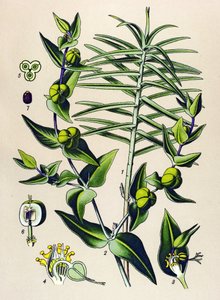 Planche botanique, plante vénéneuse et médicinale : Euphorbe épurge (Euphorbia lathyris) - Unbekannter Künstler