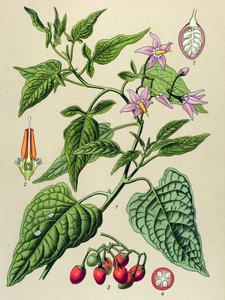 Planche botanique, plante vénéneuse et médicinale : douce-amère (Solanum dulcamara)