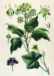 Planche botanique, plante toxique et médicinale : Lierre grimpant ou lierre commun (Hedera helix)