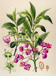 Planche botanique, plante vénéneuse : fusain d