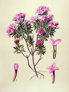 Planche botanique, plante vénéneuse : camélée ou camélée des Alpes (Daphne cneorum) - Unbekannter Künstler