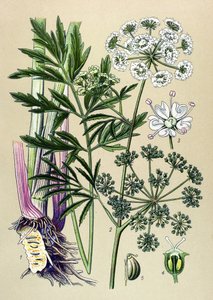 Planche botanique, plante vénéneuse (toxique) et médicinale : ciguë aquatique (Cicuta virosa)