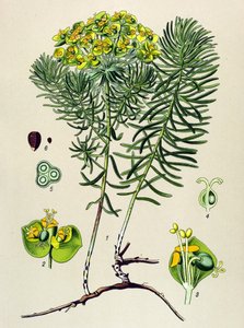 Planche botanique, plante vénéneuse (toxique) et médicinale : euphorbe petit cyprès (Euphorbia cyparissias) - Unbekannter Künstler