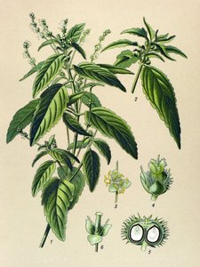 Planche botanique, plante vénéneuse : mercuriale annuelle (Mercurialis annua) - Unbekannter Künstler