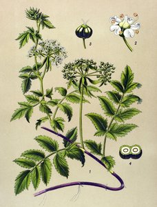 Planche botanique, plante vénéneuse : Berle (Berula angustifolia) - Unbekannter Künstler