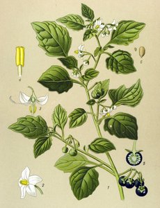Planche botanique, plante vénéneuse (toxique) : morelle noire (Solanum nigrum)